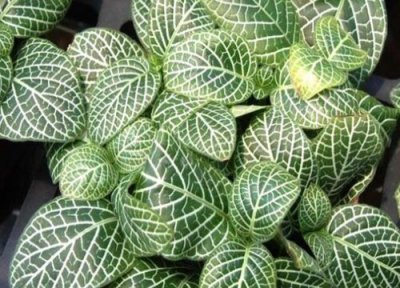 网纹草有毒吗 网纹草适合在室内养吗