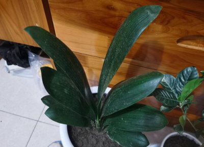 君子兰怎么养才能开花不夹箭 君子兰怎么养年年都可以上箭开花