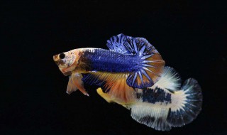 新手养殖斗鱼注意什么 新手养殖斗鱼注意事项