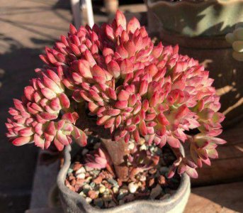 如何养多肉才又肥又胖又不徒长 多肉干瘪没光泽要这样养护