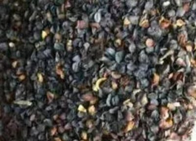 石竹花草种子播种时间 石竹花草种子什么时候播种最好