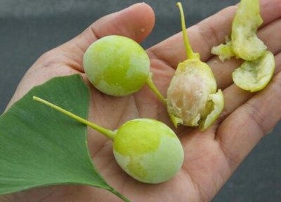 银杏果外皮汁液有毒吗 一颗新鲜银杏果能直接吃吗