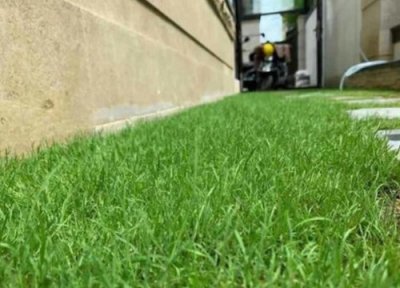 黑麦草什么时候种最好 黑麦草种子种植时间在几月份