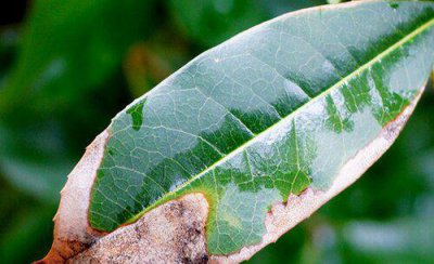 烟草种植中常见病害 烟草病虫害防治技术与方法措施