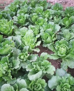 大白菜在多少温度就不长了 白菜到什么时候停止生长