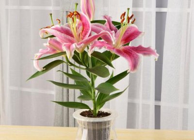 适合冬天水培的花 冬天养花水培好还是土培好