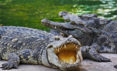 十大鳄鱼排名介绍 世界上战斗力最强的十个鳄鱼品种