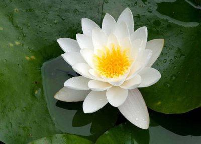 睡莲种植条件 睡莲的种植方法和时间