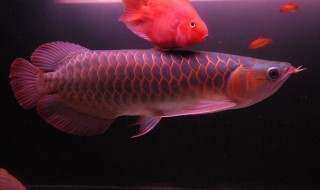 如何恢复龙鱼掉眼 龙鱼掉眼最简单的恢复