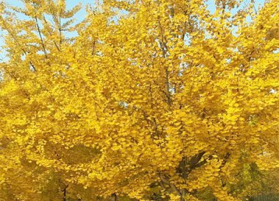 银杏叶的寓意和花语是什么 银杏叶子的寓意和象征