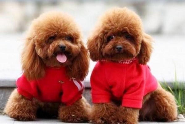 狗肉为什么上不了酒席