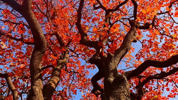 黄山高多少米有哪些特征