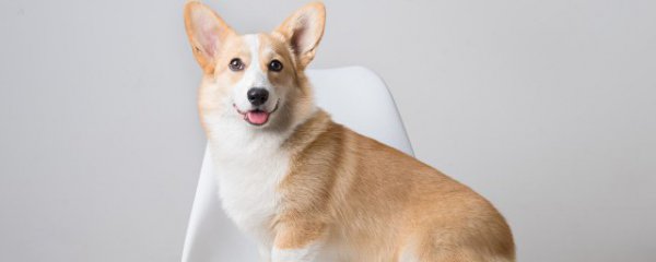 狗狗内脏吃多了会怎样