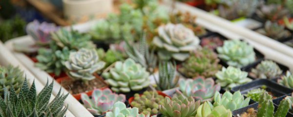 客厅花盆适合摆放什么