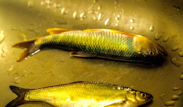 做烤鱼用什么鱼最好吃