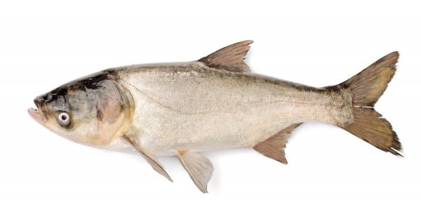 做烤鱼用什么鱼最好吃