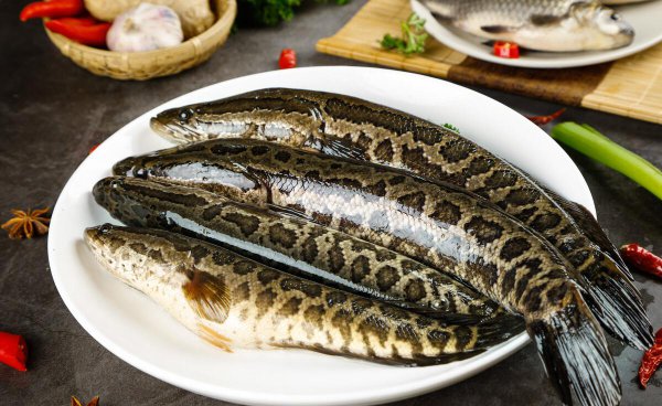 做烤鱼用什么鱼最好吃