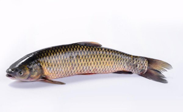 做烤鱼用什么鱼最好吃