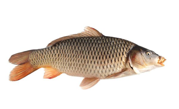 做烤鱼用什么鱼最好吃