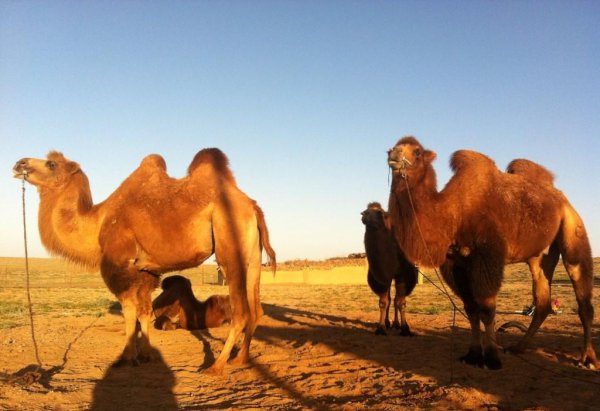 阿拉善属于哪个省份