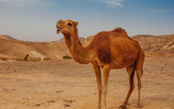 阿拉善属于哪个省份