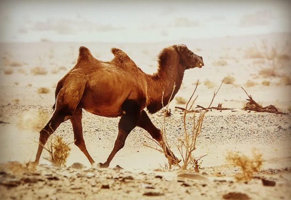 阿拉善属于哪个省份