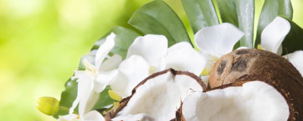 如何挑选好的椰子