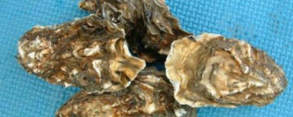 河蚌如何快递保鲜储存