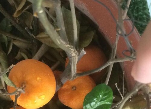 宠物狗狗可以吃橘子吗