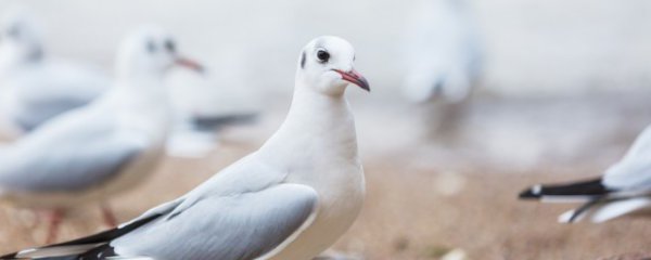 鸽子好坏怎么分辨