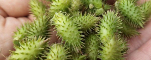 苍耳子有什么功效