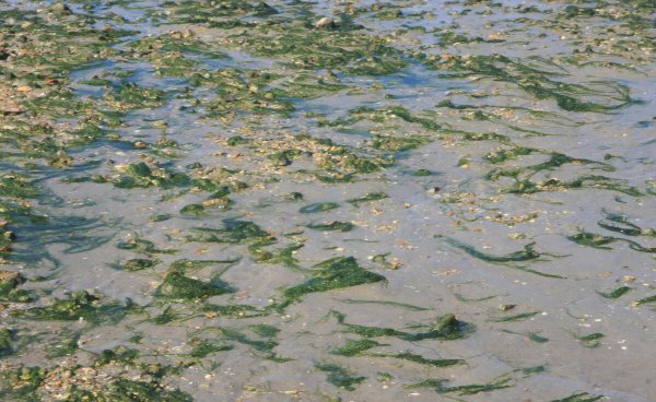 水里青苔怎么快速清除