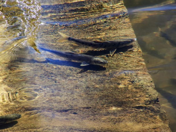青海湖的鱼为什么不能吃