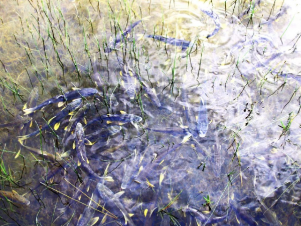 青海湖的鱼为什么不能吃