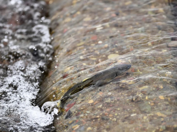 青海湖的鱼为什么不能吃