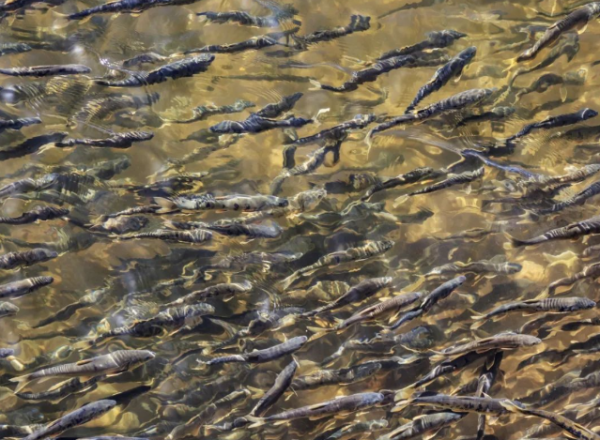 青海湖的鱼为什么不能吃