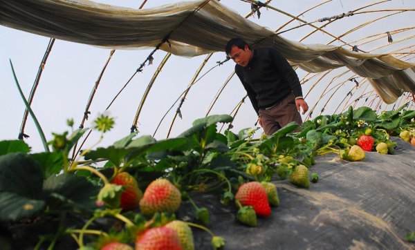 什么肥料能提高草莓产量