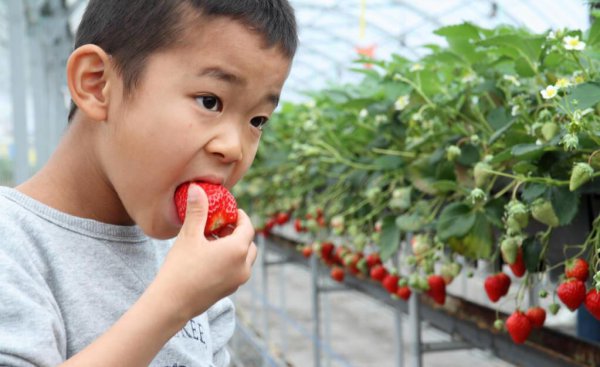 什么肥料能提高草莓产量