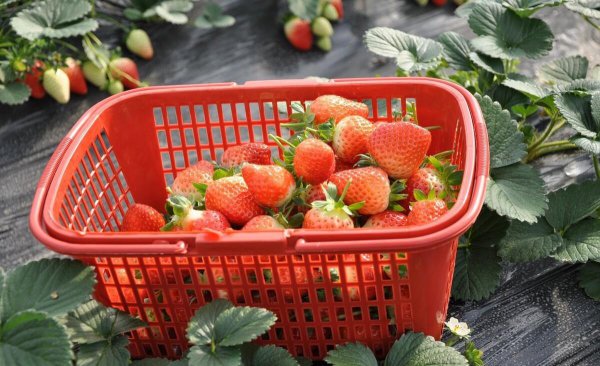 什么肥料能提高草莓产量