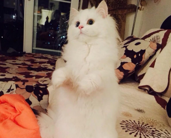 最温柔的猫咪排名前十