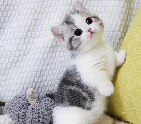 最温柔的猫咪排名前十