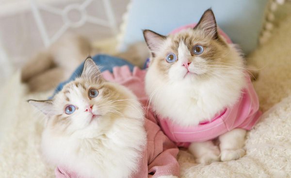 最温柔的猫咪排名前十