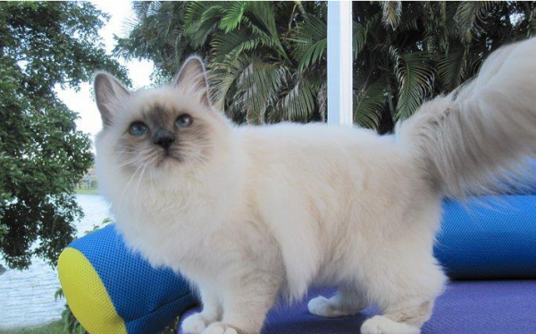 最温柔的猫咪排名前十