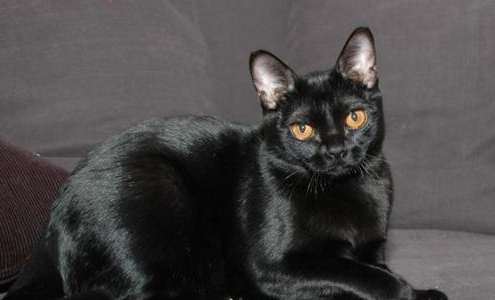 最温柔的猫咪排名前十