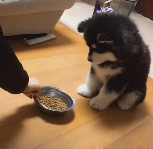 跟哈士奇很像的狗叫什么