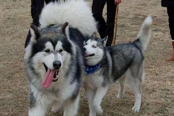 跟哈士奇很像的狗叫什么