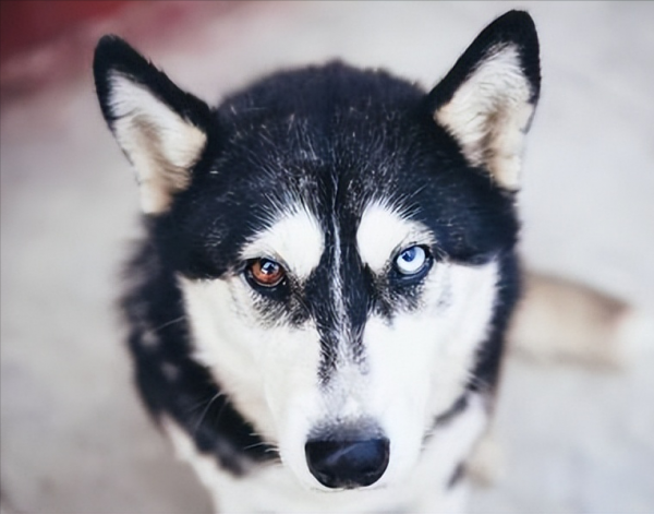 跟哈士奇很像的狗叫什么