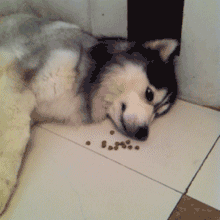 跟哈士奇很像的狗叫什么