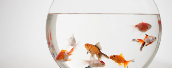 卧室可以放鱼缸吗