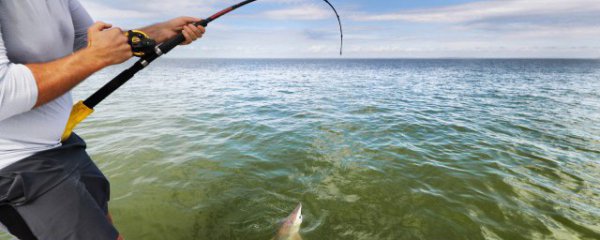 钓军鱼用什么饵料好
